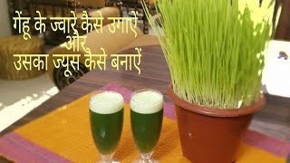 How to grow and make wheatgrass juice at homeगेंहू के ज्वारे कैसे उगाऐं और उसका ज्यूस कैसे बनाऐं [upl. by Hennahane61]