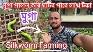 কেনেকৈ মুগা পালন কৰে Muga Farming॥ Muga cultivation process॥ Silkworm farming॥ Pure muga silk Assam [upl. by Eveline286]