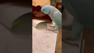 Parrot VS Sticker [upl. by Westmoreland]