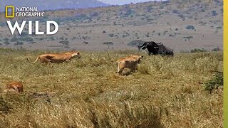 How a Lion Pride Hunts Prey  Cat Attacktics [upl. by Enyrehtac299]