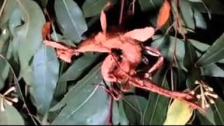 Asexual stick insect fights off randy male [upl. by Quinta]