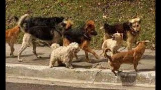 Pelea de Perros por Aparearse con una Perra Celo Atracción Temor y Agresión [upl. by Artim]