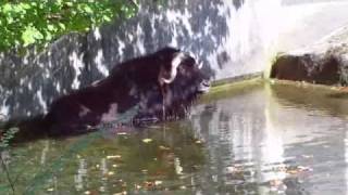 Musk Ox takes a bath Munich Zoo  Moschusochsen nehmen ein Bad Tierpark Hellabrunn [upl. by Kcinom324]