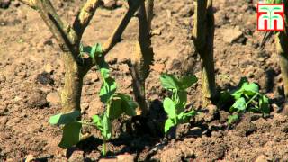 How to grow peas video with Thompson amp Morgan [upl. by Sherrie]