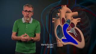 Le fonctionnement du cœur expliqué par Jamy [upl. by Eliam495]