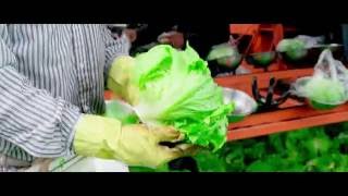 Farm to Fork  Go Fresh Lettuce amp Celery [upl. by Icyak]