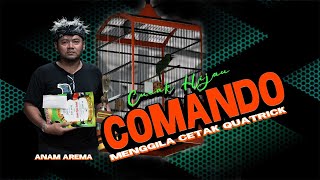 CH COMANDO MENGGILA SUKSES RAIH QUATRICK I PUTRA 88 CUP [upl. by Ailla]