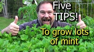 5 Tips How to Grow a Ton of Mint in one Container or Garden Bed [upl. by Emirej]