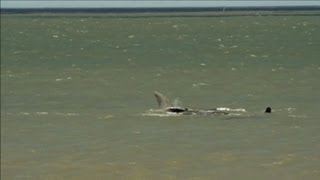 Uruguay la migration des baleines vers le sud [upl. by Ellennahs]