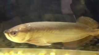 14quot PearlJardini Arowana For Sale [upl. by Deeraf]