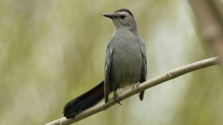 How Nature Works Catbird Mimicry [upl. by Tanya]