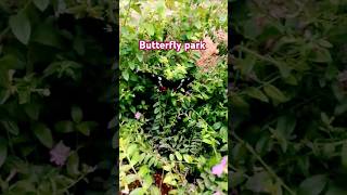 Bannerghatta National Parkshortvideo reels trending nature naturelovers naturephotography yt [upl. by Trev788]