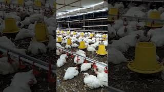 broiler chicken 53 kgbroiler farming [upl. by Llertniuq]