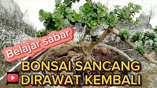 BONSAI SANCANG YANG LAMA TIDAK DIRAWAT [upl. by Knight]