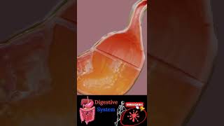 Digestive system  gastrointestinal  physiology anatomy mbbs love neet doctor [upl. by Atla351]