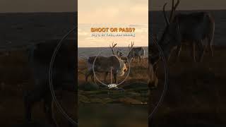 Shoot OR Pass This Caribou hunting animals nloa shorts [upl. by Nissy405]