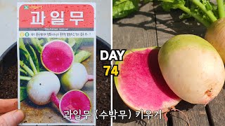 청포도님 요청  화분에 과일무수박무 키우기  Radish Raphanus sativus [upl. by Asaert309]