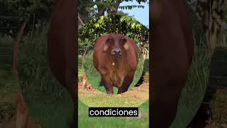 Ganado Brahman Rusticidad 2023 shorts [upl. by Buzzell189]