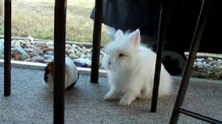 Lionhead Bunny Peruvian Guinea Pigs Bichon amp Shihtzu Playing amp Eating [upl. by Ignatia]