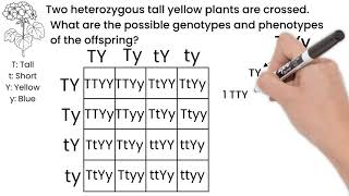 Genetic Cross Dihybrid Short Simple Science [upl. by Onitrof822]