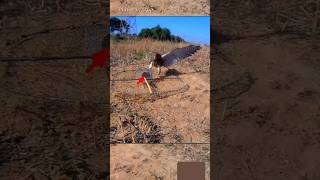 Falcon Hunting hunting viral birdhunting reels birds trap [upl. by Rafa]