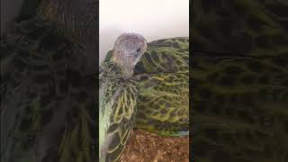 rosella parrot vlogs my YouTube channel subscrabe🙏 birds🙏 [upl. by Aikenat973]