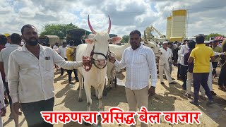 शनिवारचा चाकणचा बैल बाजारदि15062024…Chakan Bail BajarBail Bazar chakanChakan [upl. by Euqcaj915]