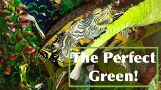 How To Get Your Turtle To Eat Vegetables What Greens Are Best To Feed Your Red Eared Slider [upl. by Rab]