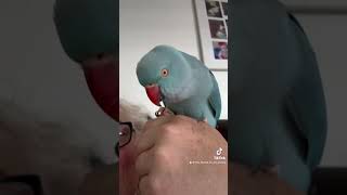 Cutest little ringneck parrot talking to their own image talkingparrot [upl. by Aizek]