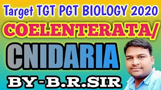 Coelenterata or cnidaria full lecture  Uptgt pgt biology classes  character of coelenterata [upl. by Langsdon]