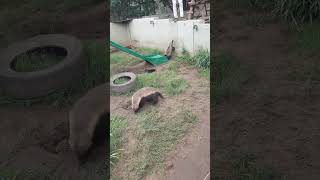 Stoffel the Honey Badger at Moholoholo [upl. by Eerat]