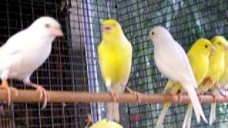 American Singer Canary Male singing [upl. by Ewer]