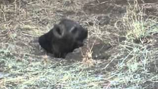 Baby hyena cutest footage [upl. by Stephie]