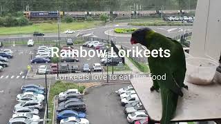 Rainbow Lorikeets at Home Campbelltown Australia [upl. by Hammad]