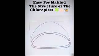 Chloroplast part1diagram science [upl. by Oinolopa]