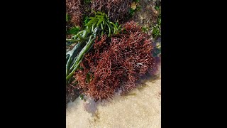 Raw Purple Sea Moss  Natural Grown Seamoss  Bwinto  Moroccan Seamoss [upl. by Yrred]