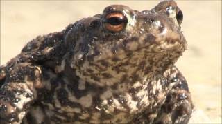 Gabriels Oboe Mission Ensemble Umberto Giordano  Vince Tempera e Ripalta Bufo [upl. by Eihs802]