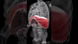 🌬️ Deep Dive into the Diaphragm 🌬️ anatomy meded 3danimation [upl. by Adnoel]