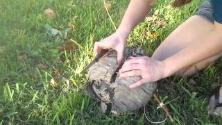 Whats inside this wasp nest [upl. by Sidwell]