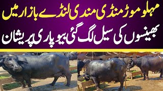 Today Malumor Mandi Jhang  Buffalo Fresh Rates Update  Buffalo Mandi 2024 [upl. by Publia]