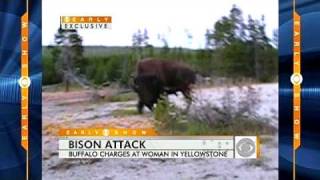 Bison Attack Caught on Tape [upl. by Assirek]