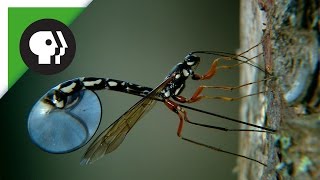 Wasp Deposits Parasitic Larvae Deep Inside Tree Trunk [upl. by Huston]