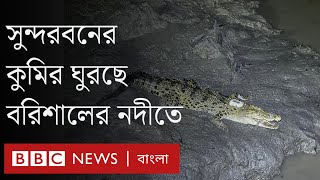 স্যাটেলাইট ট্যাগ নিয়ে সুন্দরবনের কুমির ঘুরছে বরিশালের নদীতে । BBC Bangla [upl. by Ranilopa]