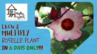 The Easiest way to Propagate Roselle plant in 6 days  Napa Project [upl. by Novyart695]