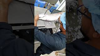 Sea White Snapper fish cutting skills amazing fish cutting video shorts fishlaver [upl. by Saffian]