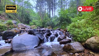 BEAUTIFUL NATURAL RIVER VERY CALMING NATURAL ATMOSPHERE WITH RIVER WATER FLOW NATURE VIDEO 1080 [upl. by Peppard]