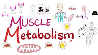 Muscle Metabolism Creatine Phosphokinase CPK Glycolysis TCA cycle ETC  Physiology [upl. by Cynthy491]