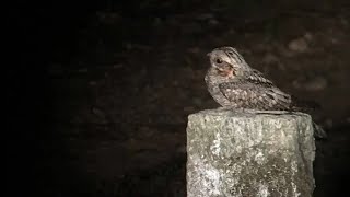 Jungle Nightjar Call with Spectrogram  Bird Song 80 [upl. by Ettenel133]