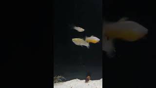 🕛 Short  Rare poecilia vivipara Un ovovivipare hors du commun en aquarium vivipara poecilia [upl. by Aseram]