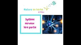 ANATOMIE PHYSIOLOGIE  LE SYSTÈME NERVEUX [upl. by Hayyifas]